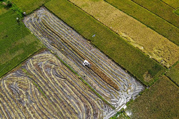 Swasembada jadi alasan, pemerintah alihkan investasi padat karya ke pertanian