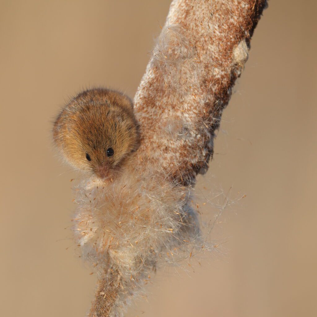 Photographer captures charming pictures of chilly harvest mouse