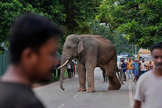 India World Elephant Day Photo Gallery