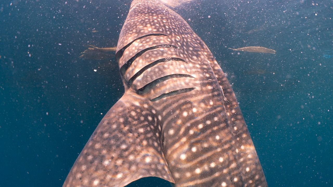 Perkuat konservasi, Pertamina International Shipping tandai 4 hiu paus