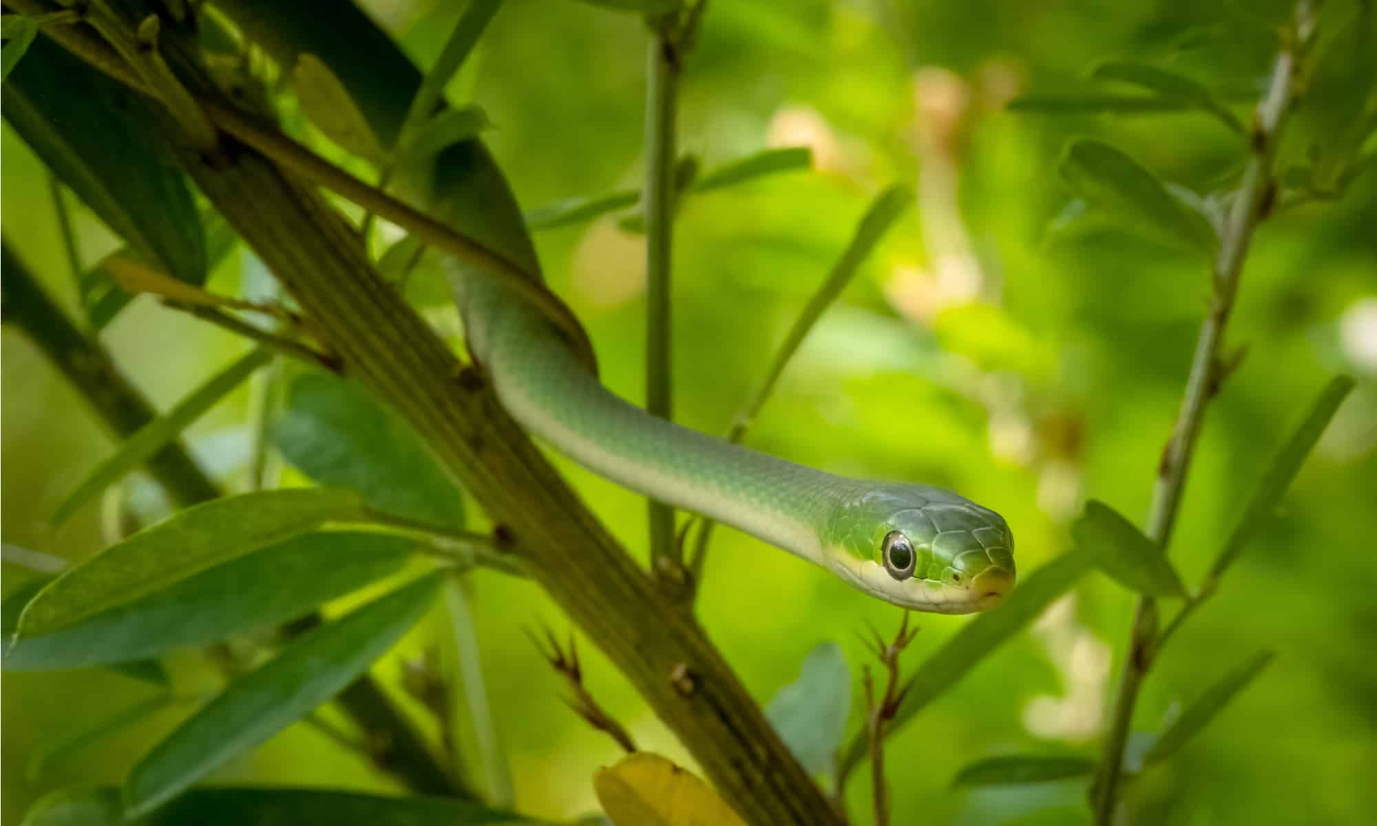 View of Snakes that can paralyze their prey with their venom
