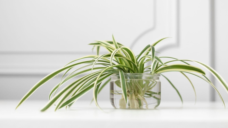 how-to-grow-spider-plants-in-water