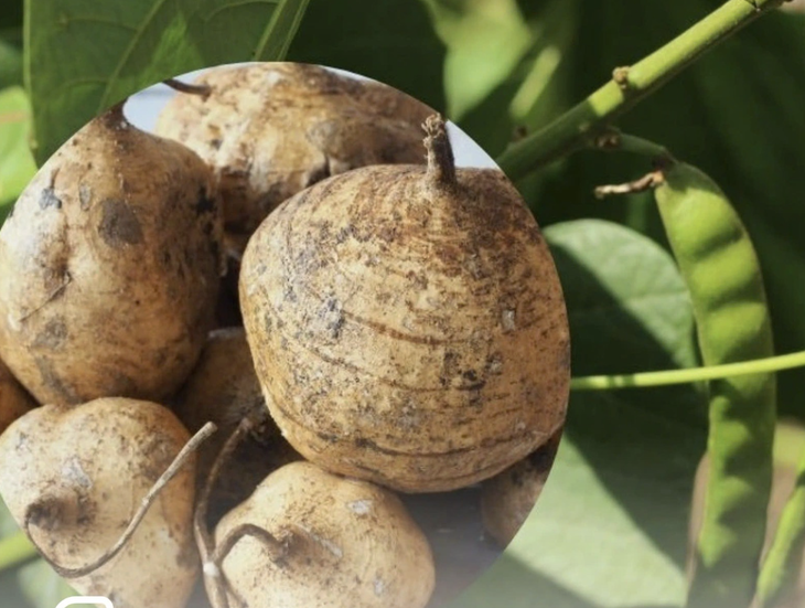 Ăn hạt củ sắn coi chừng nguy hiểm tính mạng