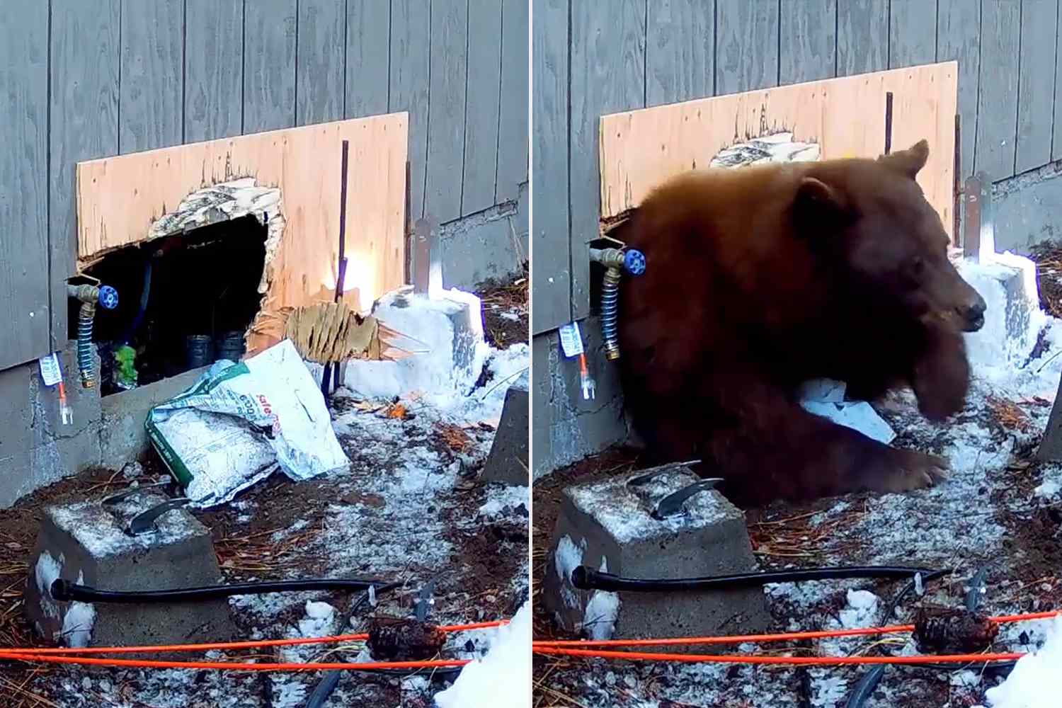 Bear evicted after spending 37 days living in tiny crawl space under