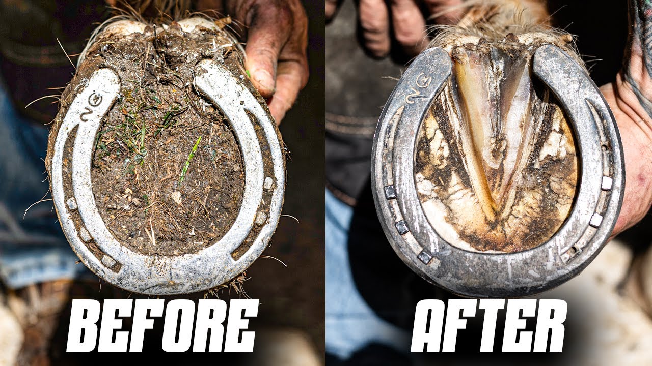 From damaged to perfect this full hoof restoration ASMR is pure ...