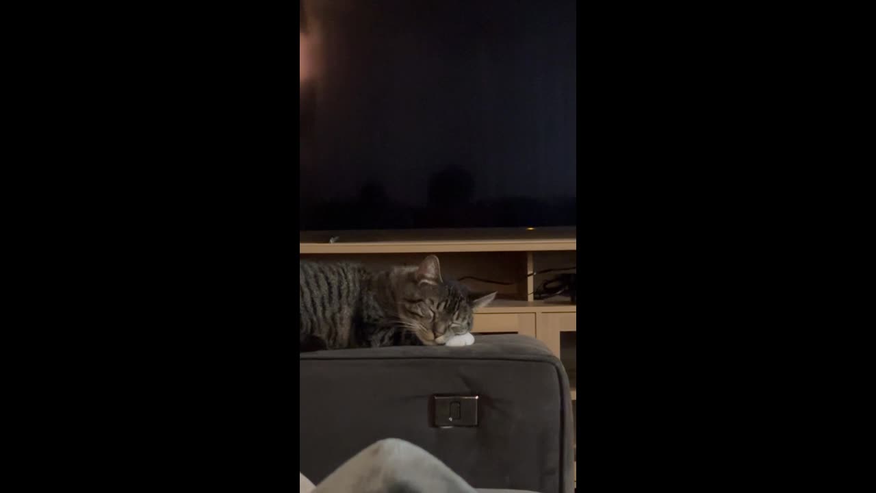Cat startled awake while napping in Lewiston, Idaho, USA