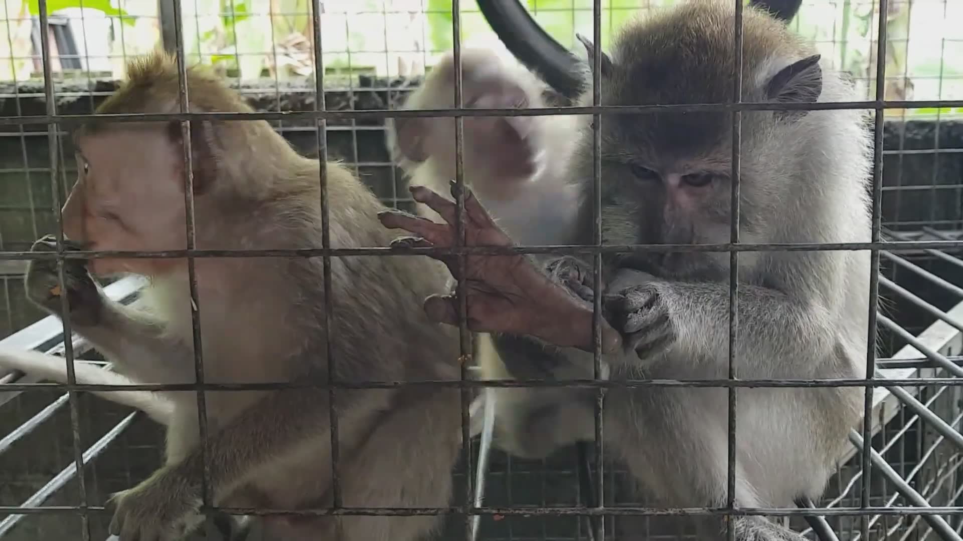 Rescue and rehabilitation of abused pet monkeys