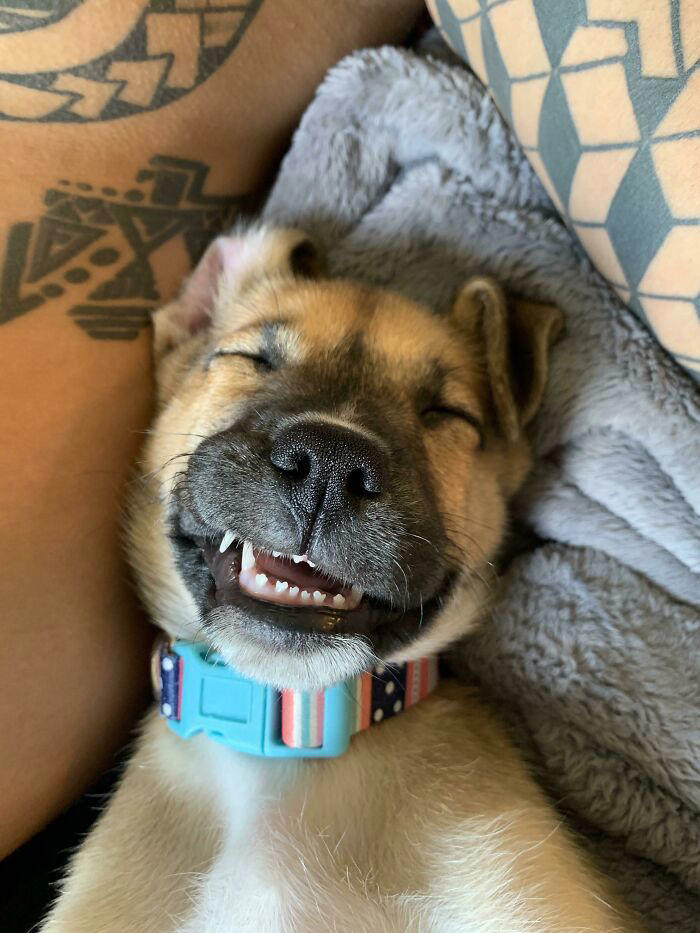New beginnings: 49 heartwarming rescue pet photos
