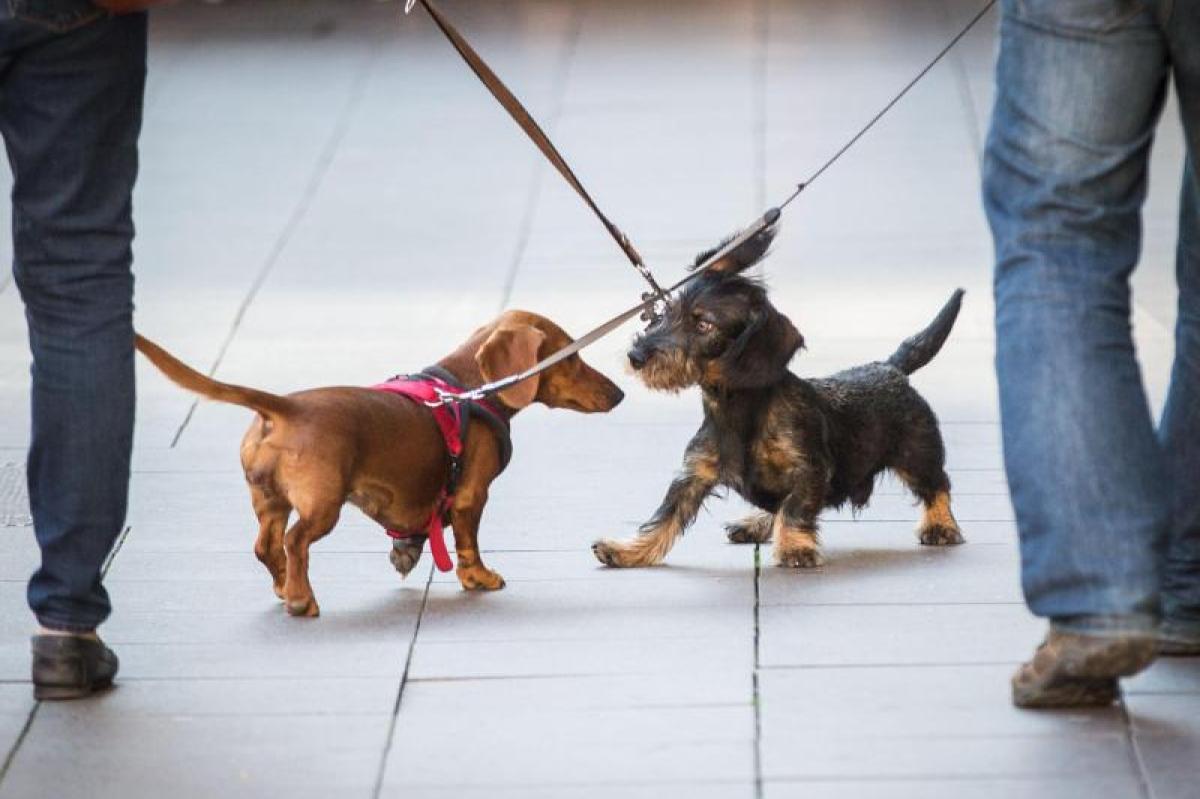 Erstaunlich Wann Sind Hunde Laufig Ebenbildnull