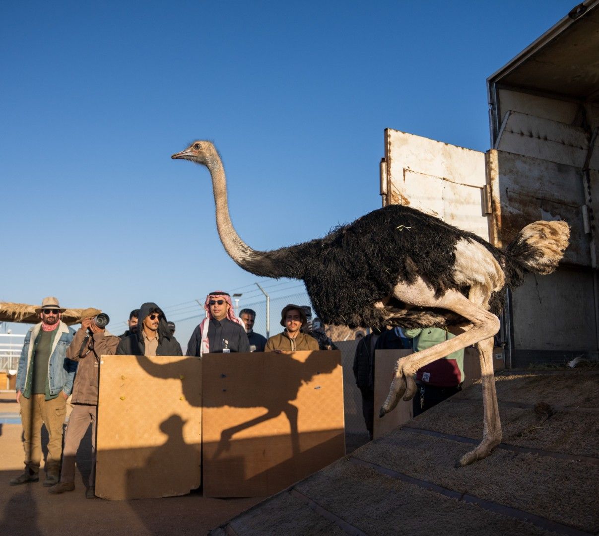 Rare red-necked ostriches introduced in Saudi Arabia to replace birds ...