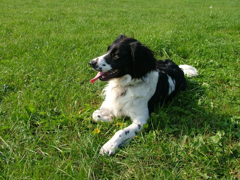 Stop scrolling – 11 dog breeds that feel like a secret only real owners ...