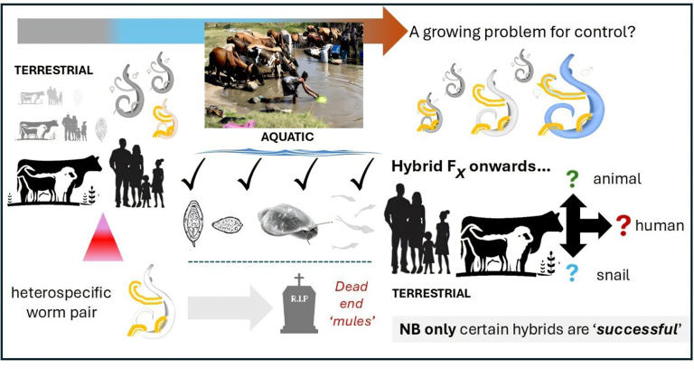Hybrid parasites threaten progress against one of the world's most ...