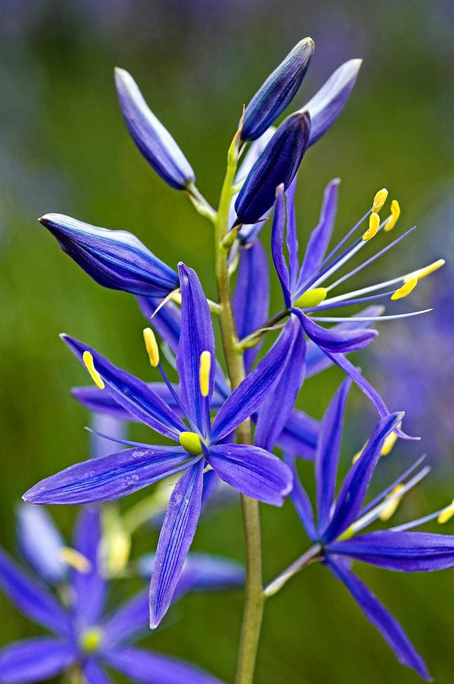 Pollinator plants that thrive in wet soil
