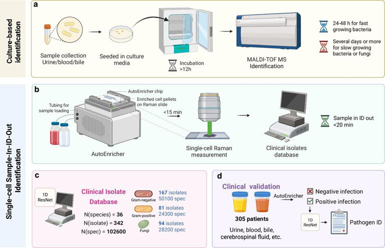 System can diagnose infections in 20 minutes, aiding fight against drug ...