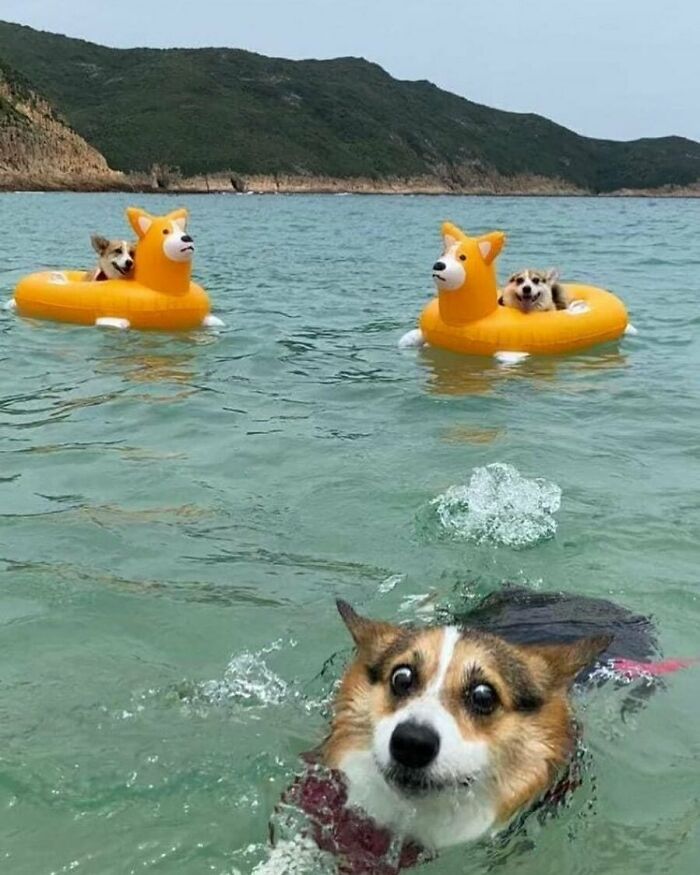 “I Would Prefer Not To”: 45 Pics That Might Confuse You Or Make You Laugh
