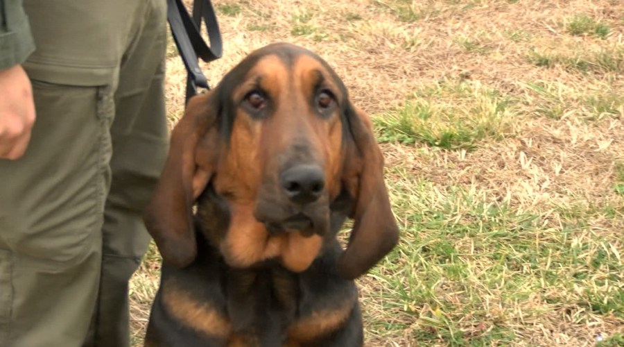 Meet K-9 Bonnie, West Ridge High School’s new search-and-rescue officer
