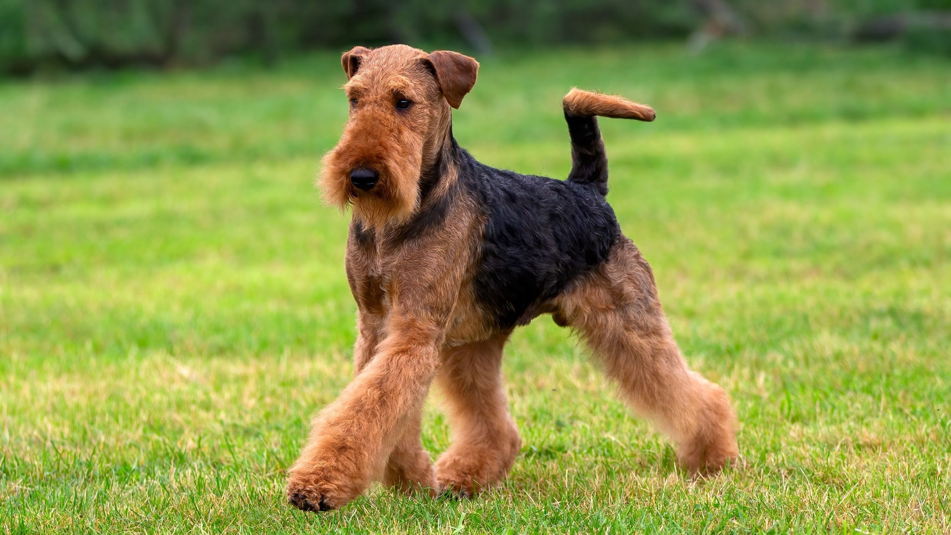 7 reasons why terriers make the most loyal companions