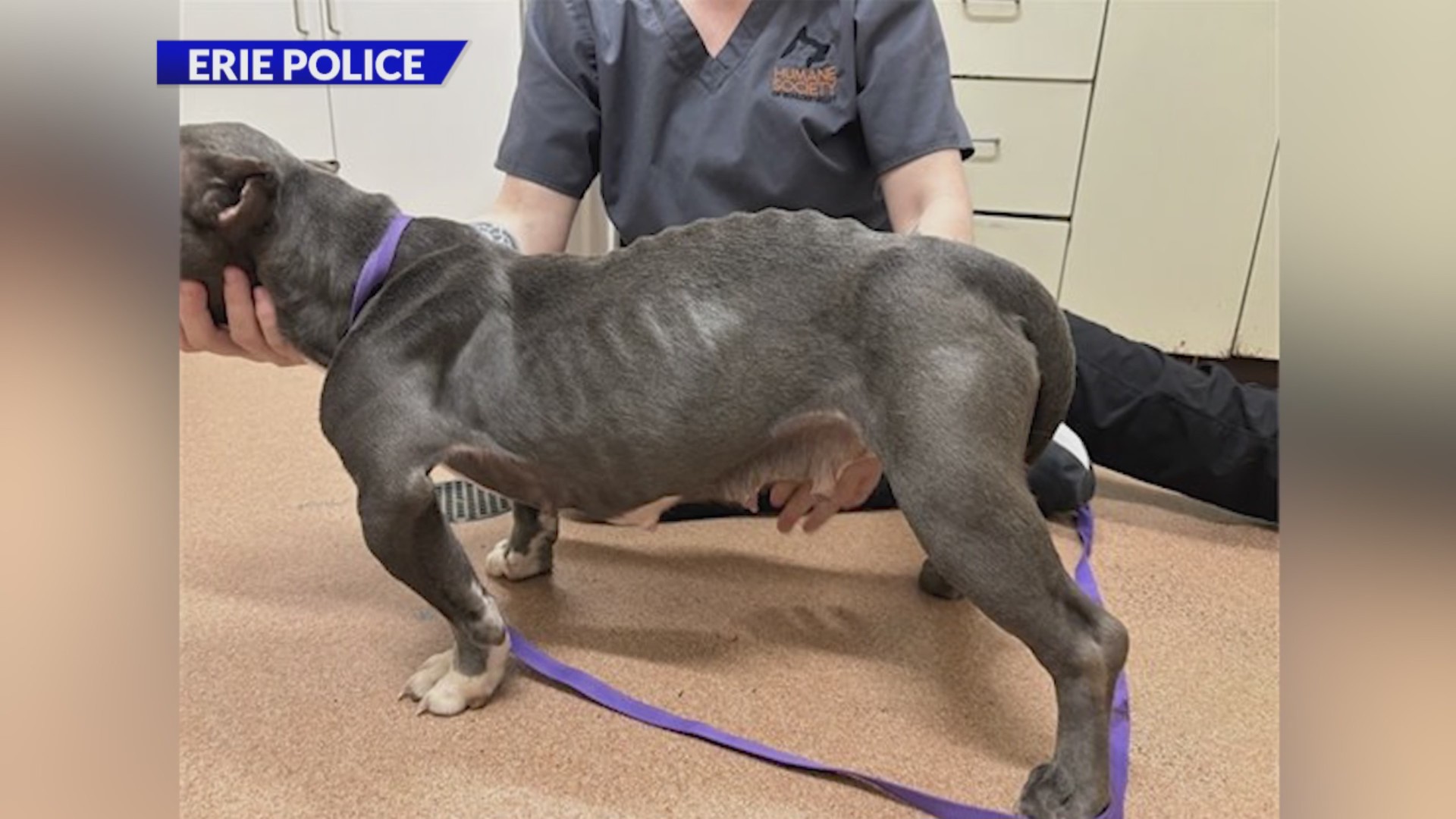 2 people arrested after over a dozen dogs seized from home in Erie