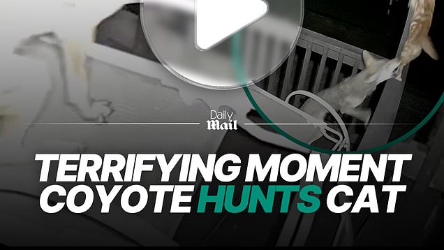 Coyote stalks cat in tense encounter caught on camera