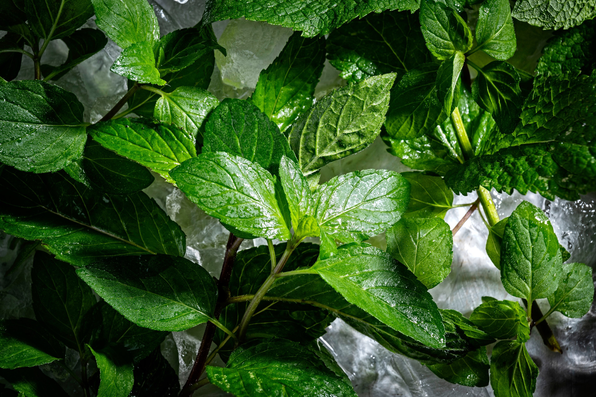 The surprising link between menthol and Alzheimer's