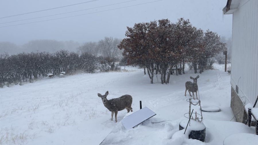 Photos: Snowy Friday in southern Colorado