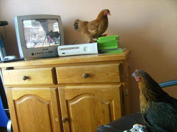 “No Context Required”: 45 Funny Images That Defy Explanation