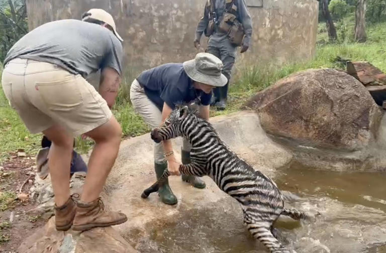 Ranger discovers newborn wild baby fighting for his life in a dam