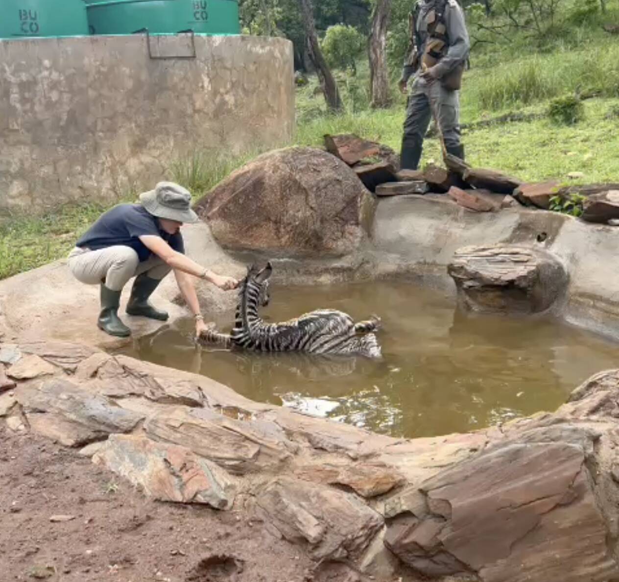 Ranger discovers newborn wild baby fighting for his life in a dam