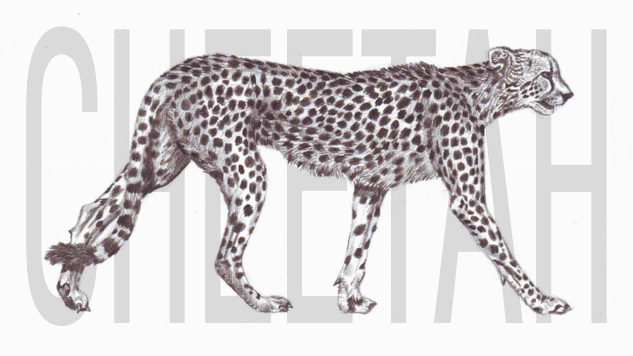 Draw the cheetah like a pro with easy and clear techniques