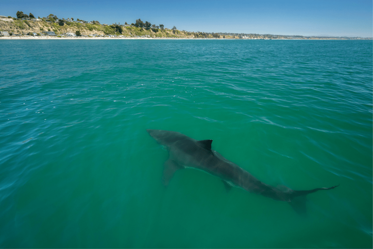 Grandmother, 56, dies after shark rips off her arm at US tourist hotspot