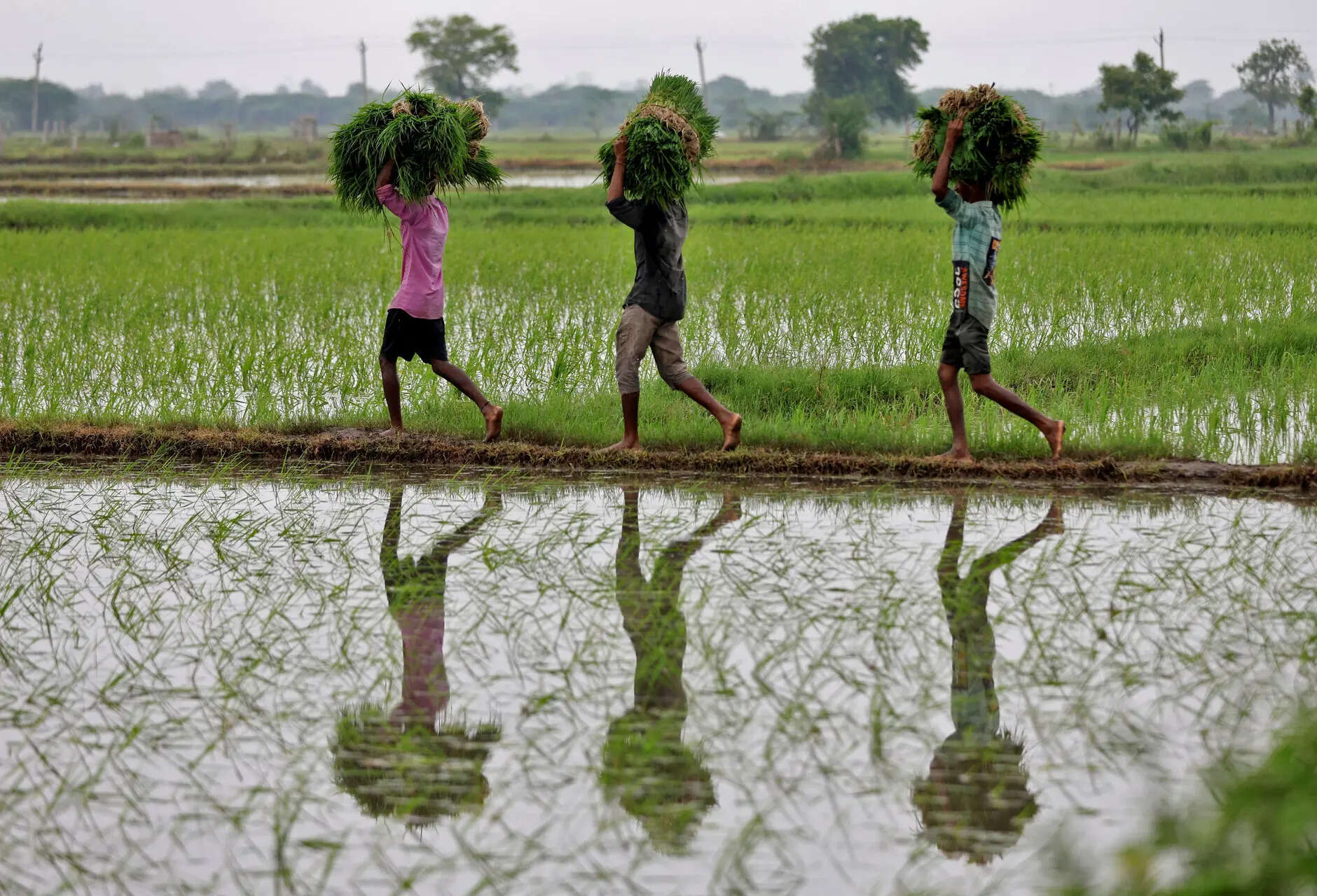 India’s record rice crop is set to deepen slide in global prices