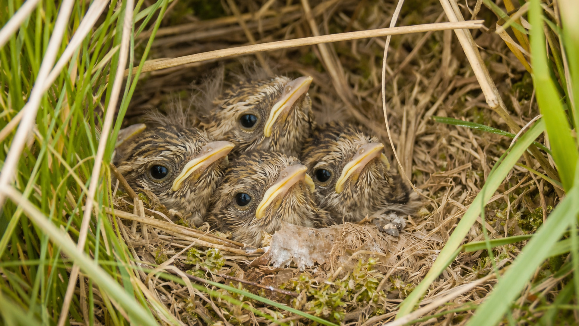 Im Gras habe ich ein kleines Vogelnest entdeckt