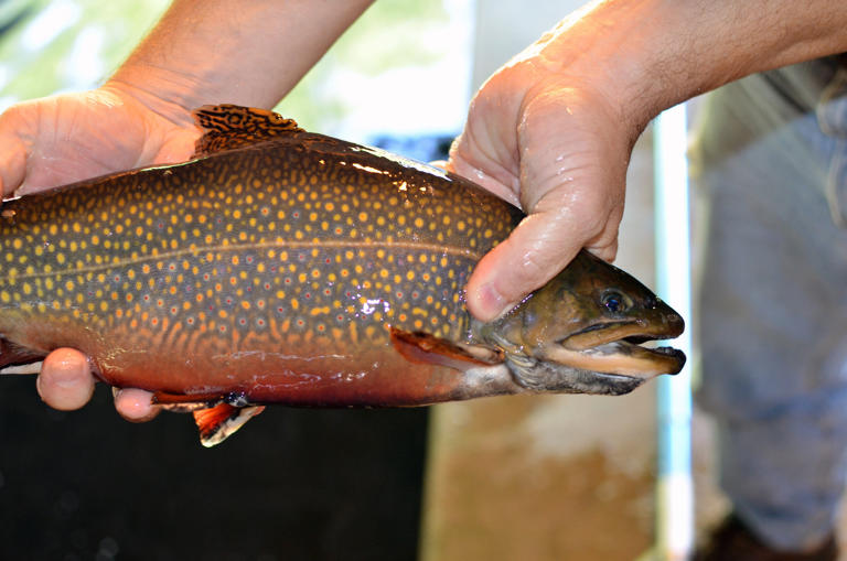 Michigan DNR concludes fall fish stocking program