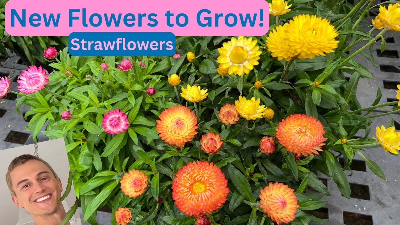 Strawflowers - Try these new plants