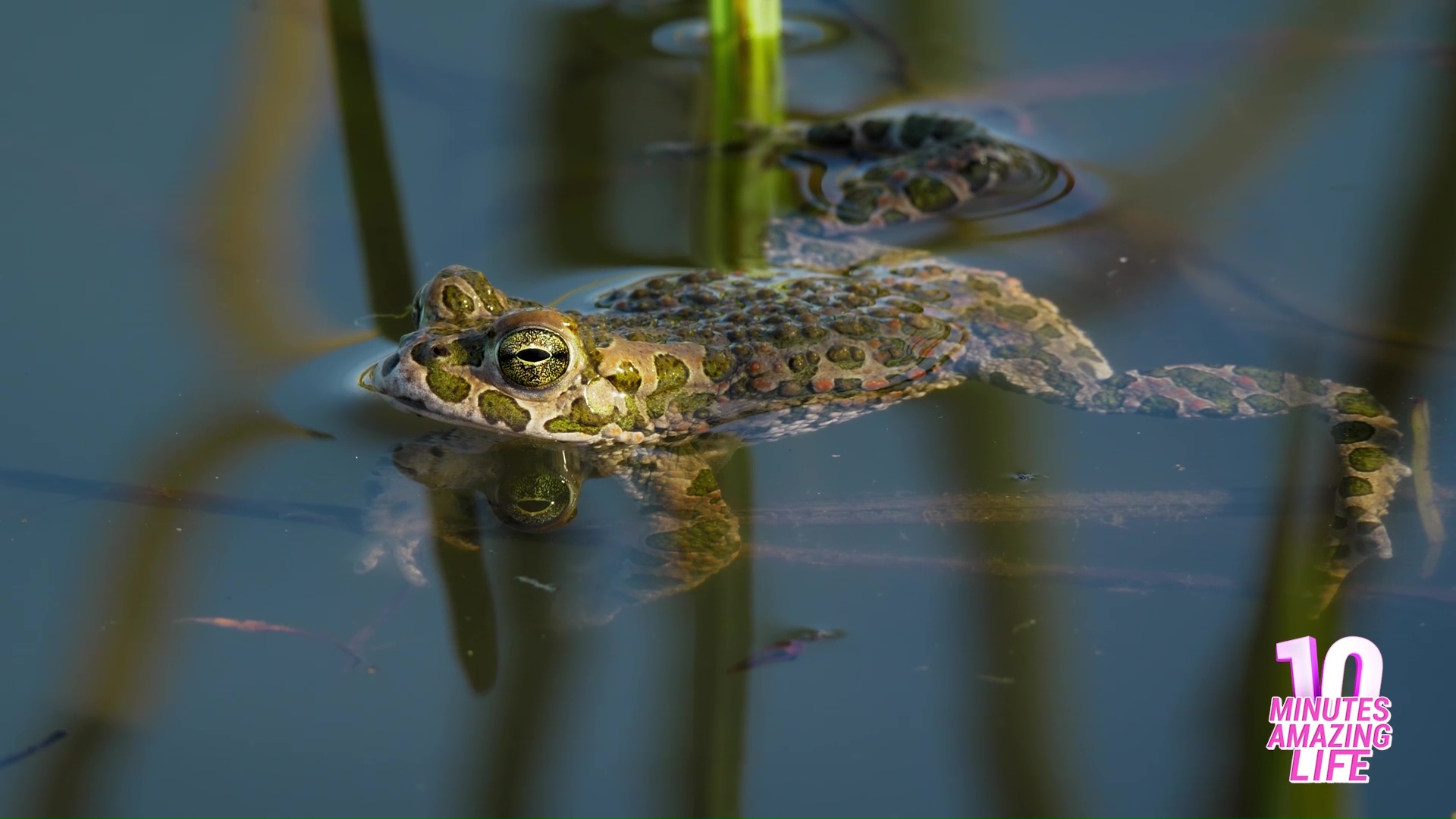 I noticed a green toad resting quietly
