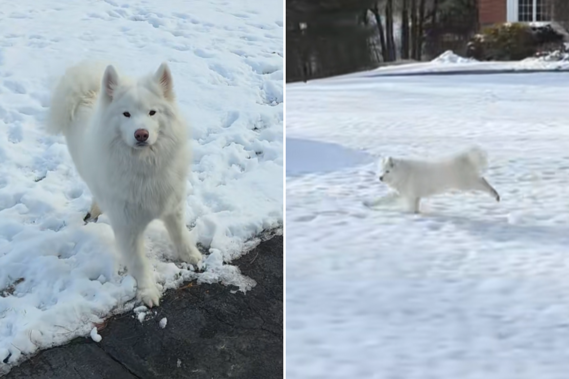 Samoyed spots favorite delivery driver, unprepared for what happens next<br>