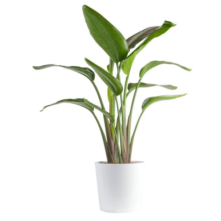 Feng shui experts say a white bird of paradise attracts greater recognition