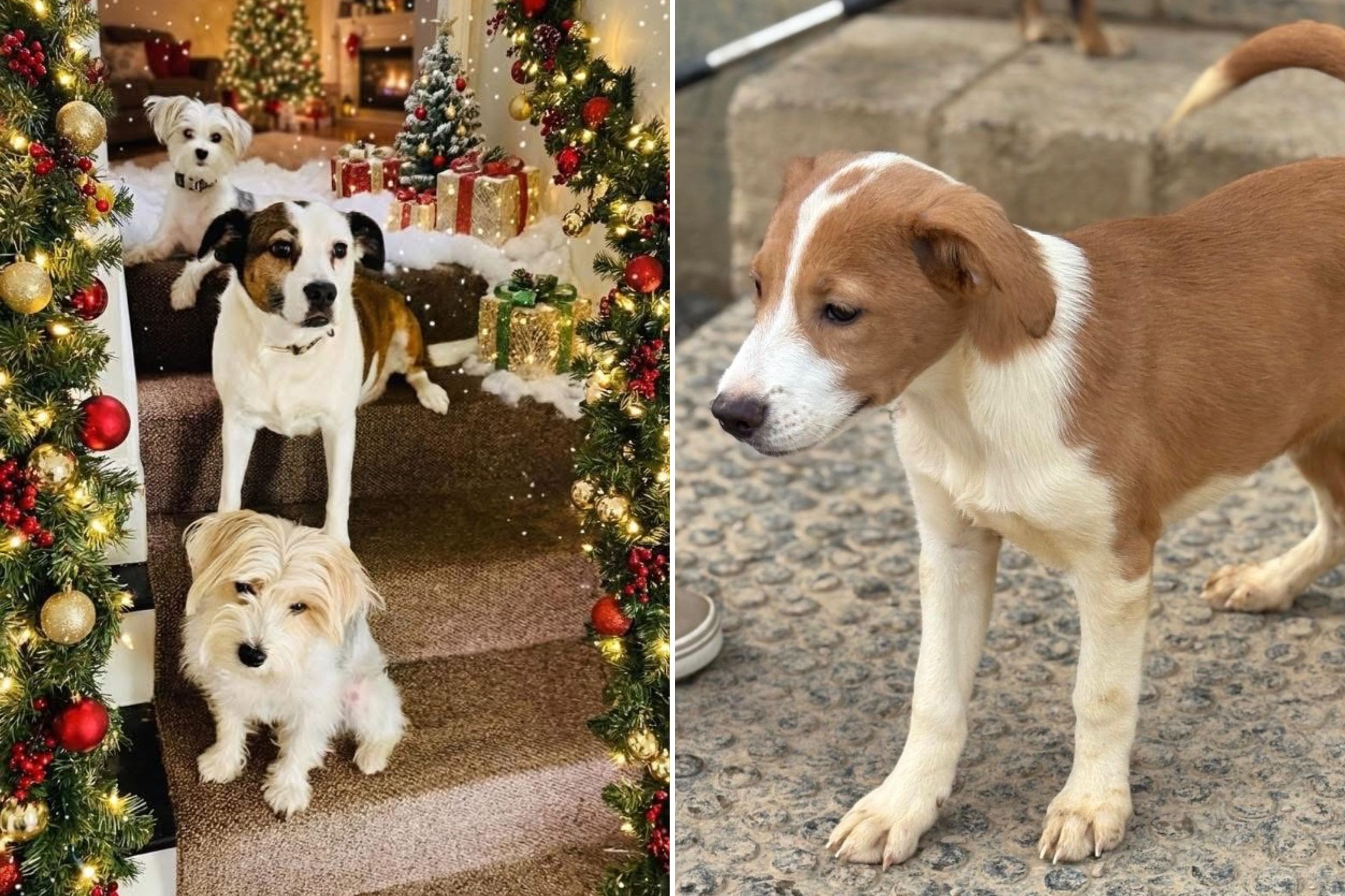 Puppy born just days after her mom was rescued wins pet of the week