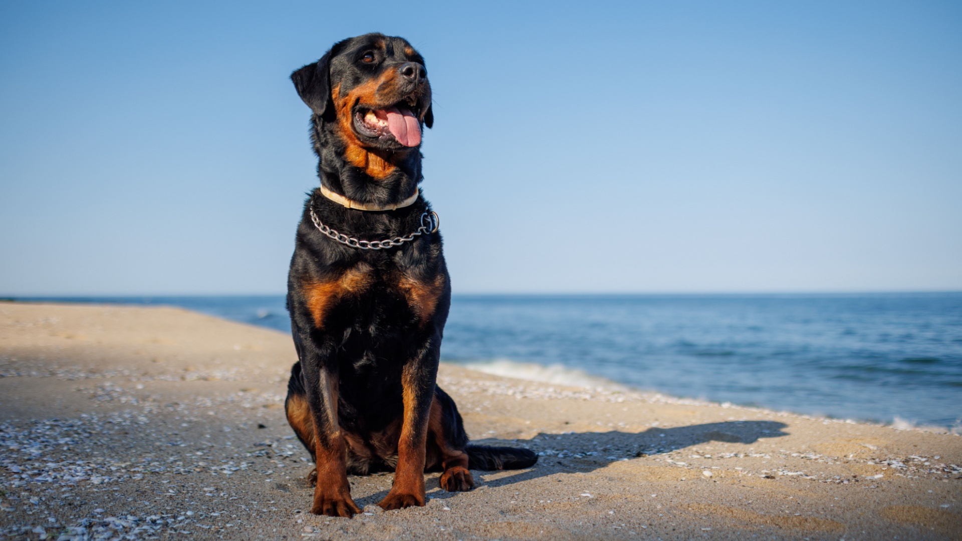 8 of the toughest dog breeds for new pet owners