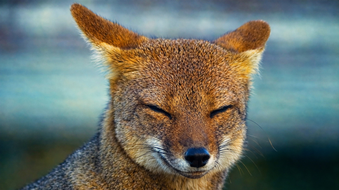 A rare expression in wildlife photography