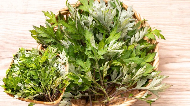 Giải độc gan với rau ngải cứu