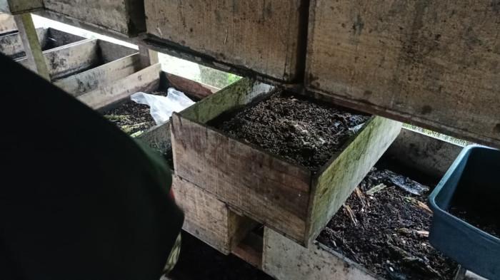 Ekonomi sirkular dari desa: Maggot urai limbah hewan dan buka peluang usaha