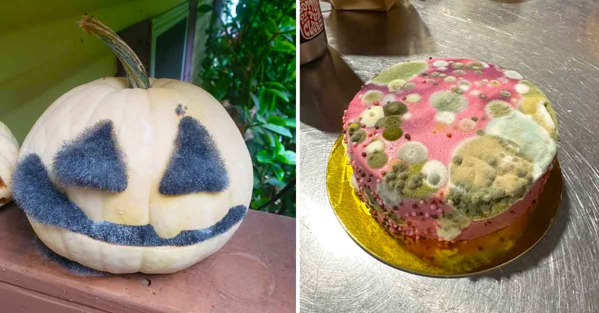 23 photos showing that mold can actually look good