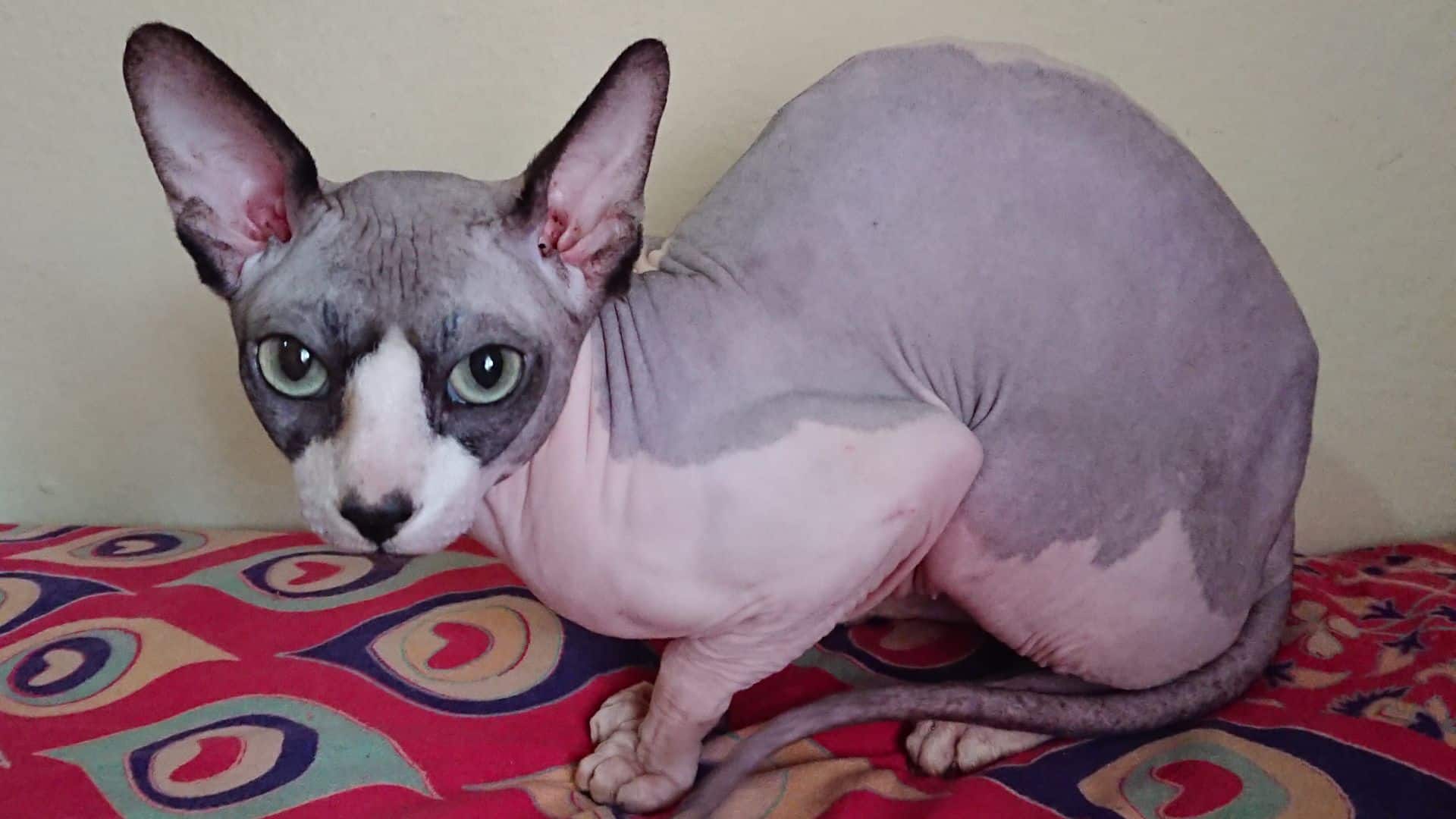 These cat breeds exist because humans got curious