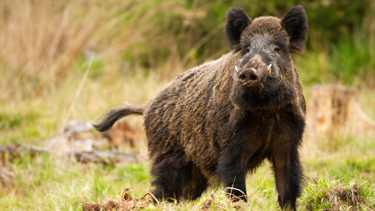 The overlooked hog calibers that don’t get enough credit