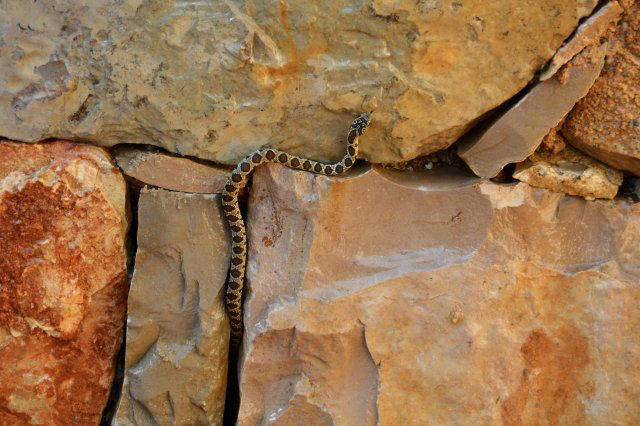 Residents enlist unlikely helper to battle snakes taking over island ...