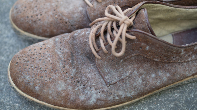 Shoes getting moldy in your closet? Here's why (and how to fix it)