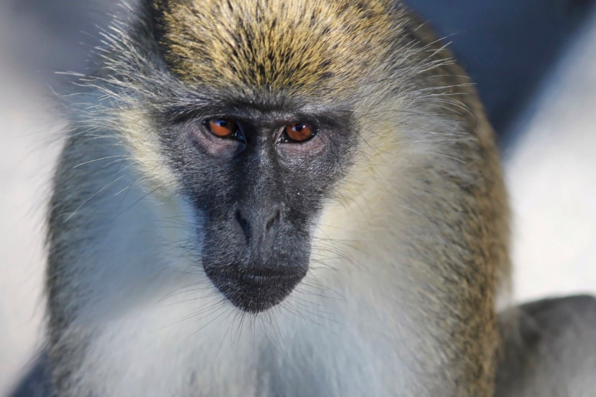 Monkeys of unknown origin running loose in St. Louis, officials say