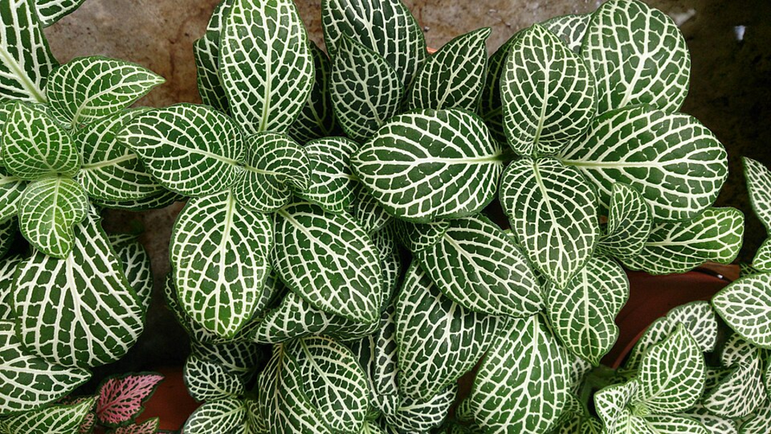 6. Do plants feel pain?