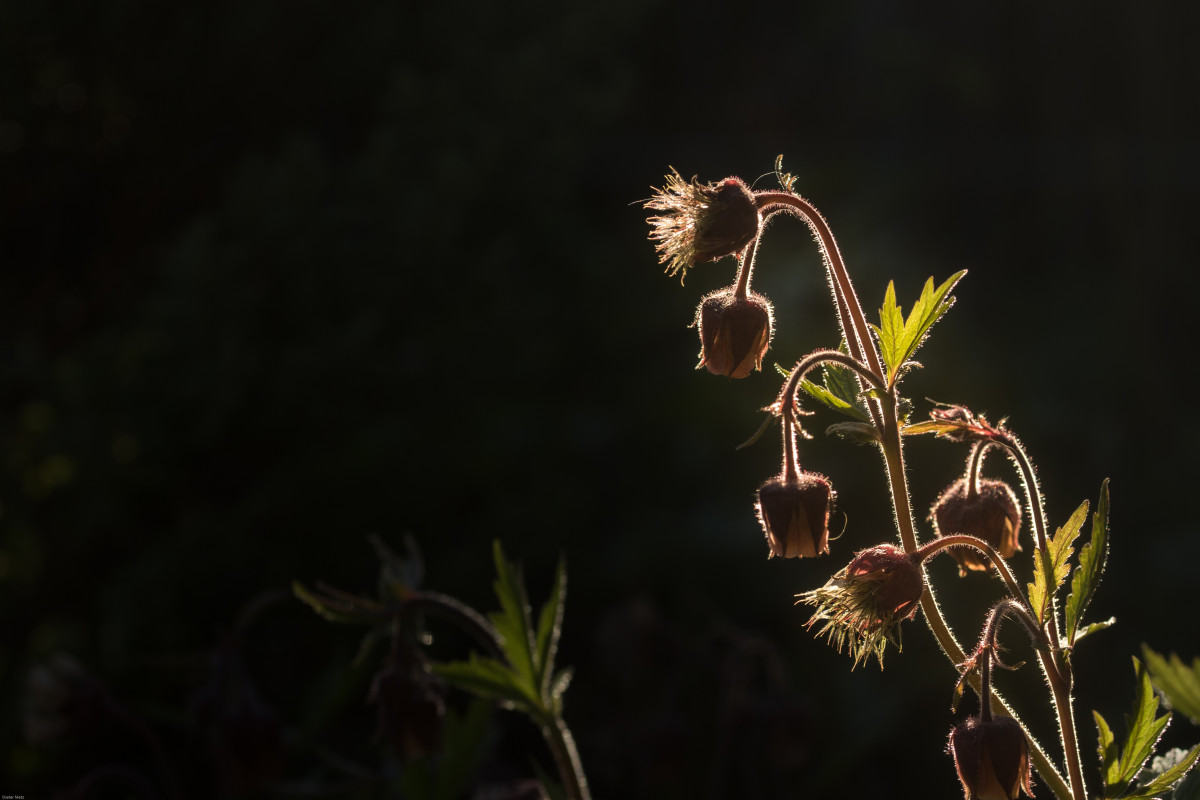 14. Do plants sleep?